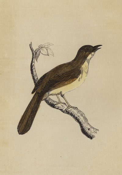 Mocking Bird (farge litho) av English School