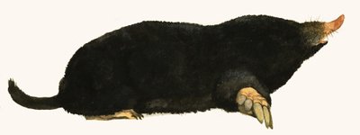 Muldvarp av English School