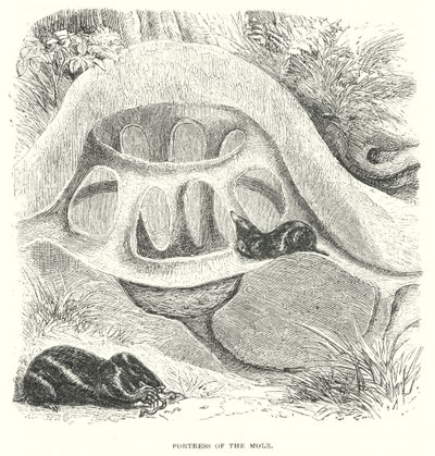 Muldvarpebakken (gravering) av English School