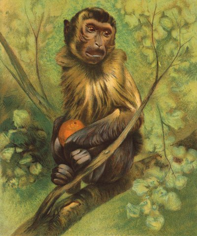 Ape (fargelitografi) av English School