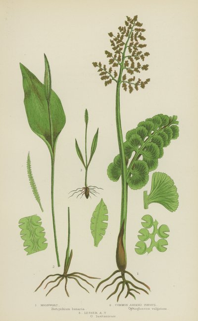 Moonwort, vanlig huggormtunge, lille huggormtunge (farge litho) av English School