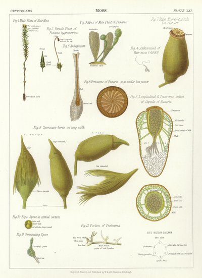 Moos von English School