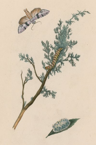 Møll, larve og puppe av English School