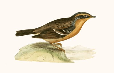 Mountain Accentor, illustrasjon fra 