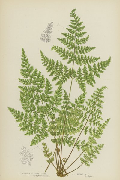 Mountain Bladder Fern, Alpine Bladder Fern (farge litho) av English School