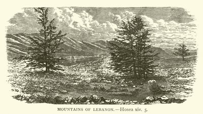 Libanons fjell, Hosea, xiv, 5 (gravering) av English School