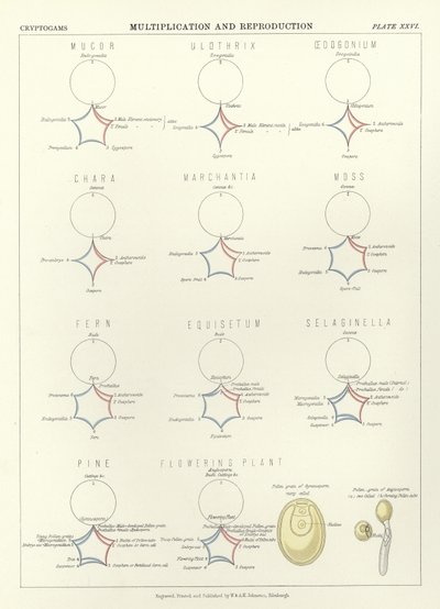 Multiplikasjon og reproduksjon av English School