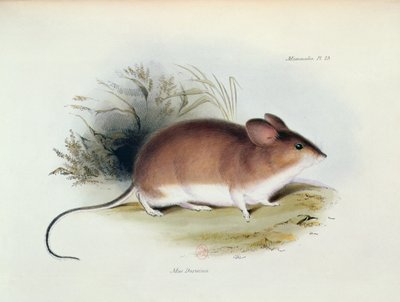 Mus Darwinii, illustrasjon fra The Zoology of the Voyage of H.M.S. Beagle, 1832-36, av Charles Darwin (1809-92), 1840 av English School