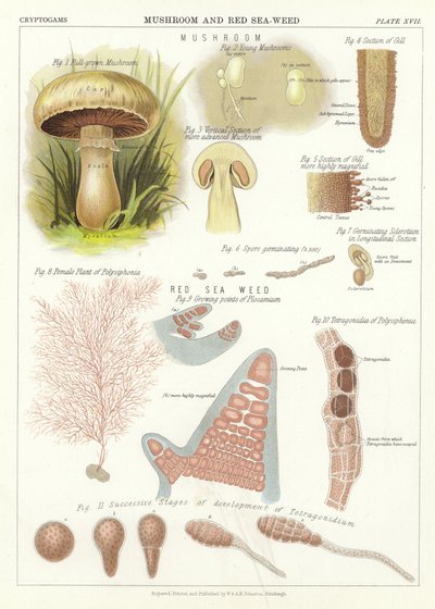 Pilz und Rotalge von English School