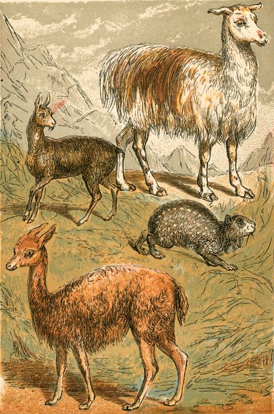 Moskushjort, lama, Vicuna og sotet Paca av English School