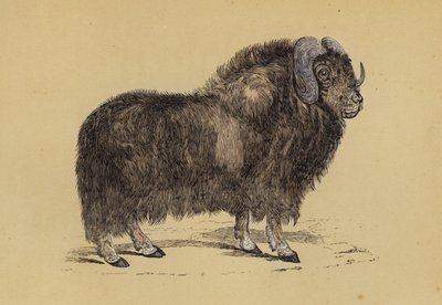 Moskus (farge litho) av English School