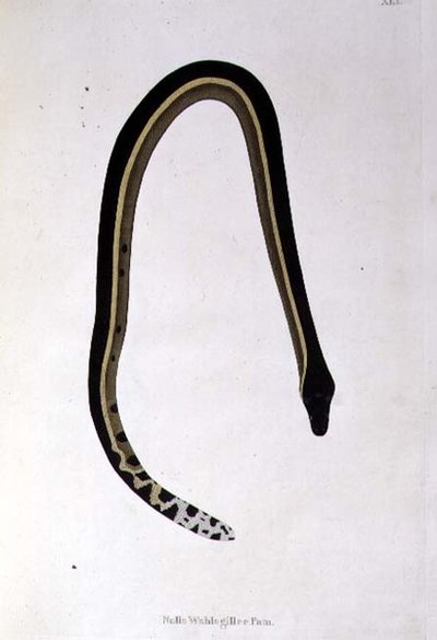 Nalla Wahlagillee Pam Snake fra 