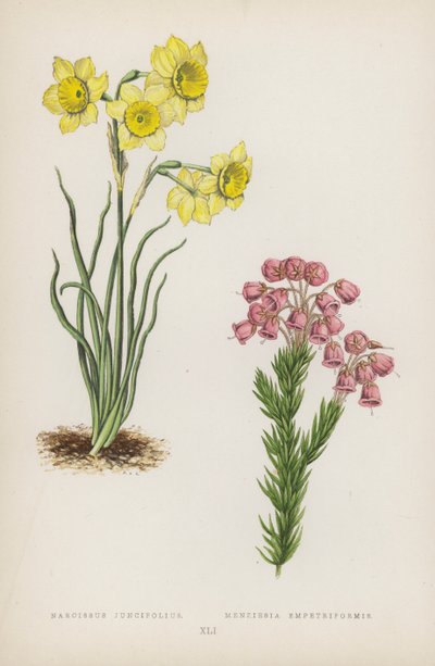 Narcissus Juncifolius; Menziesia Empetriformis (fargelitografi) av English School