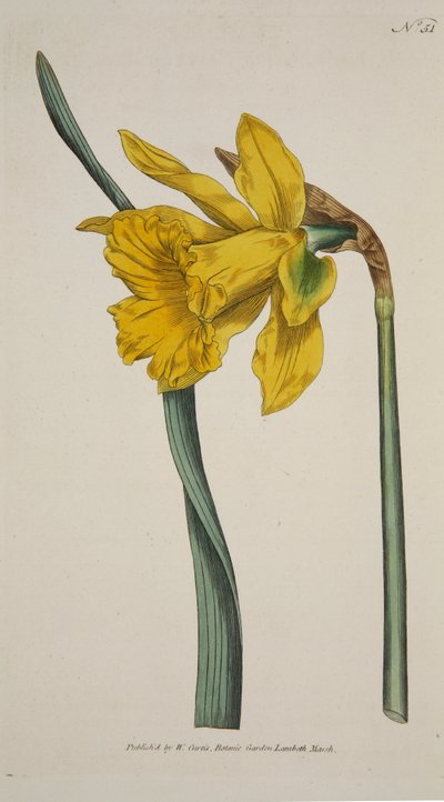 Narcissus Major Great Daffodil, pub. 1793 håndfarget gravering. av English School