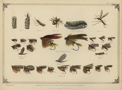 Naturlige fluer og deres larver, kunstige fluer for månedene (farge litho) av English School
