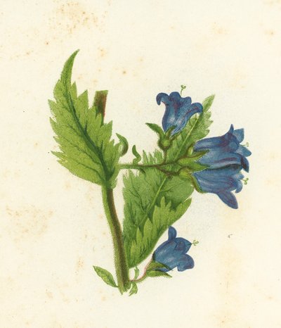 Brenneslebladklokke-blomst, Campanula Trachelium av English School