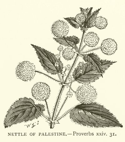 Nettle of Palestine, Ordspråk, xxiv, 31 (gravering) av English School