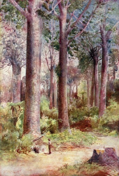 New Zealand: Kauri (fargelitografi) av English School