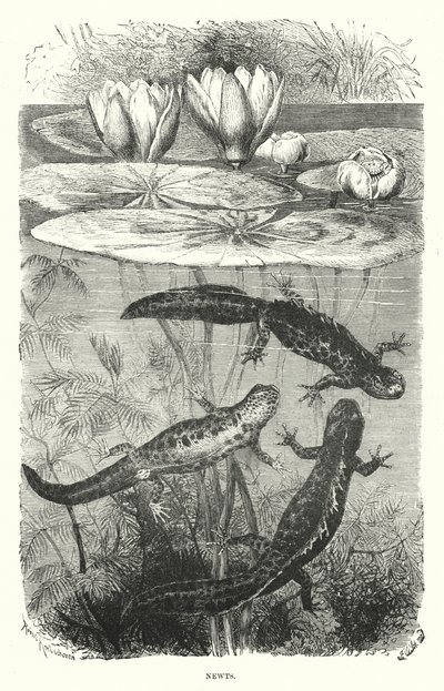 Molche (Stich) von English School