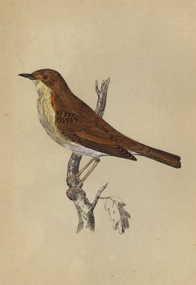Nattergal (farge litho) av English School