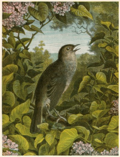 nattergal av English School