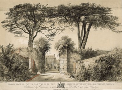 Nordutsikt over sedertre i Gardens of the Apothecary