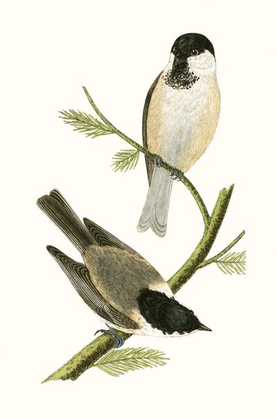 Northern Tit, illustrasjon fra 