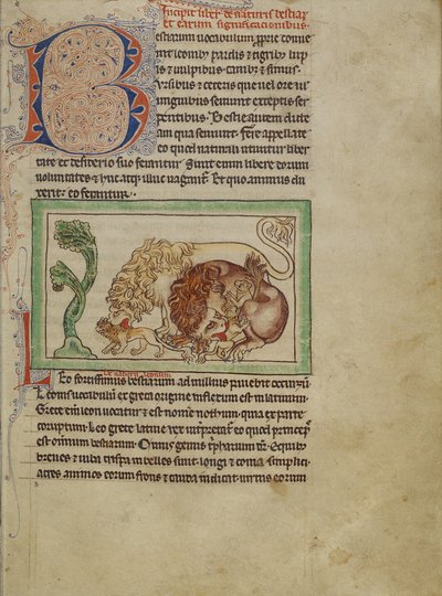 Northumberland Bestiary, ca. 1250-60 (fargede vasker og blekk på pergament) av English School