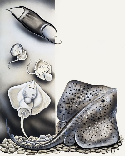 Nicht wie es scheint... von English School