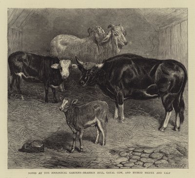 Notater ved Zoological Gardens, Brahmin Bull, Gayal Cow og Hybrid Kvige og Kalv (gravering) av English School