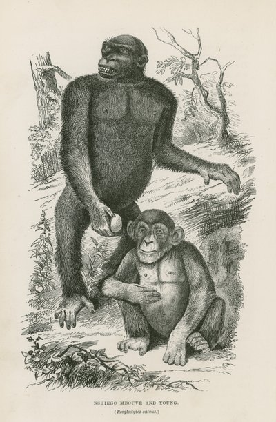 Nshiego Mbouve og Young, Troglodytes Calvu av English School