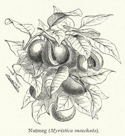 Muskatnøtt (Myristica moschata) (gravering) av English School