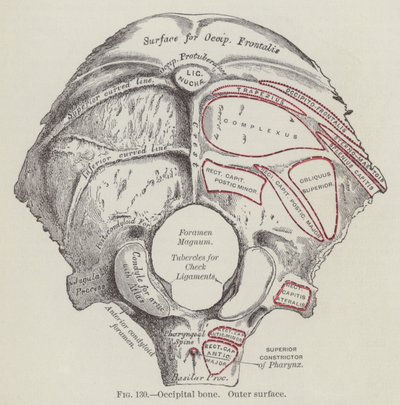 Occipital bein, ytre overflate (gravering) av English School