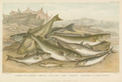 Havfisk (farget gravering) av English School