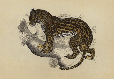 Ocelot (fargelitografi) av English School
