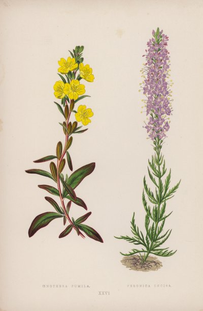 Oenothera Pumila; Veronica Incisa von English School