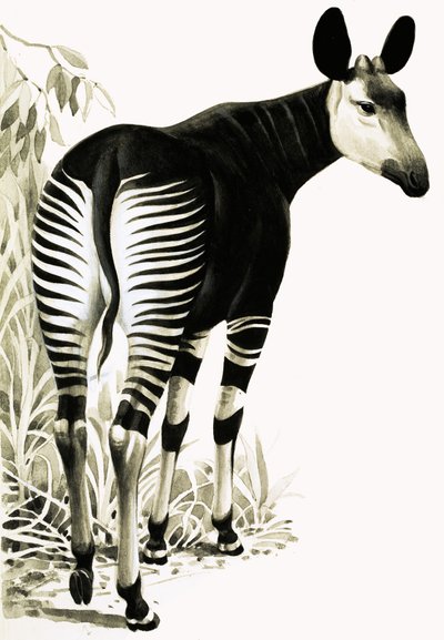 Okapi von English School