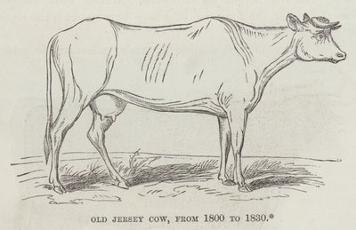 Old Jersey-ku, fra 1800 til 1830 (gravering) av English School