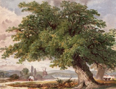 Old Oak by the Wayside, Surrey (farge litho) av English School