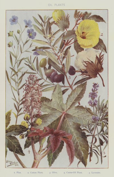 Oli-planter (farge litho) av English School