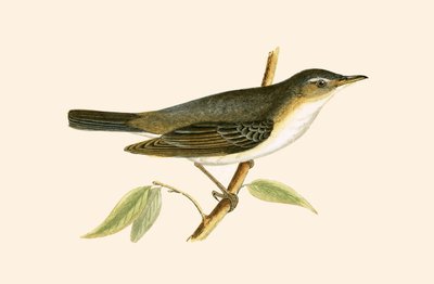 Olive Tree Warbler, illustrasjon fra 