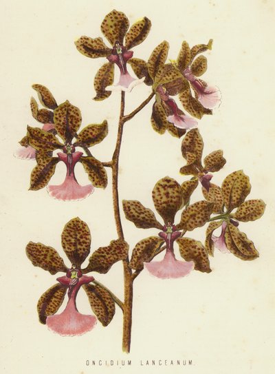 Oncidium Lanceanum (kromolitt) av English School
