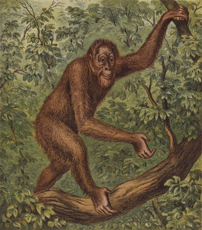 Orang-Outang (fargelitografi) av English School