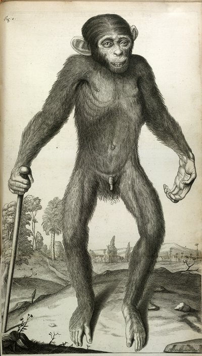 Orang-Outang, sive Homo Sylvestris: eller, anatomien til en pygmie sammenlignet med den til en ape, en ape og en mann ...
