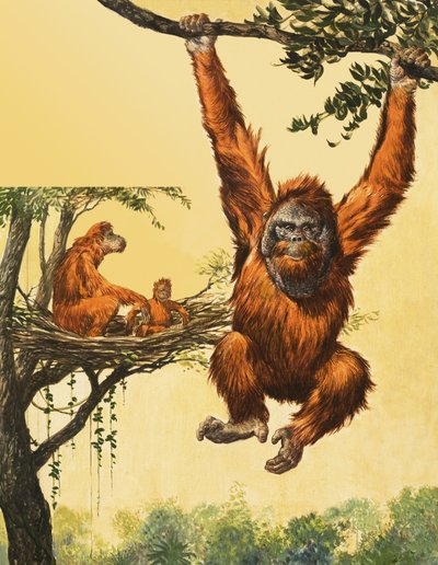 Orangutang av English School