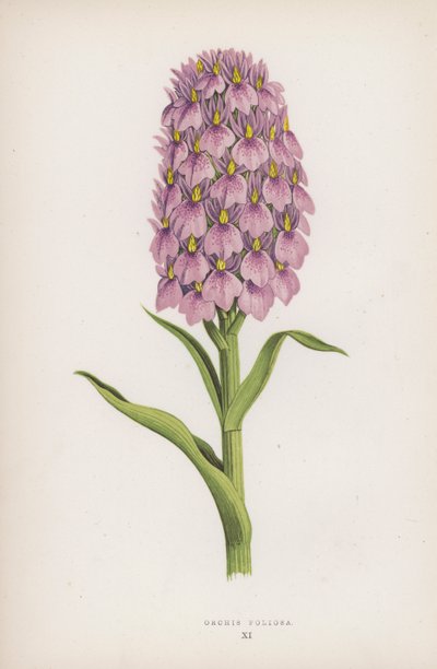 Orchis Foliosa (farge litho) av English School