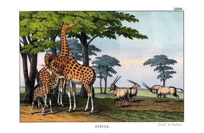 Oryx av English School