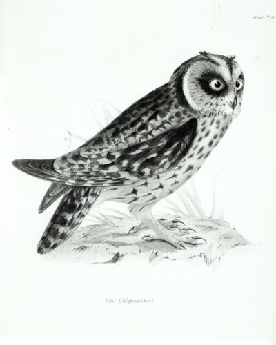 Ugle, plate 3 fra 