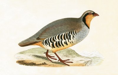 P Graeca, Var, illustrasjon fra 