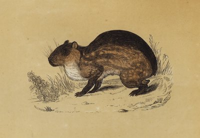 Paca (farge litho) av English School